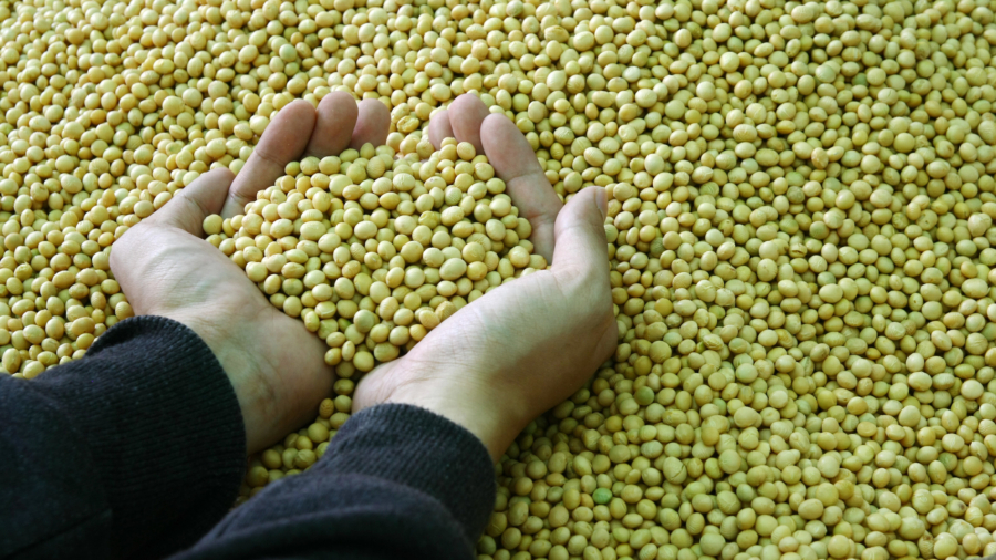 two hand hold soybean in tank