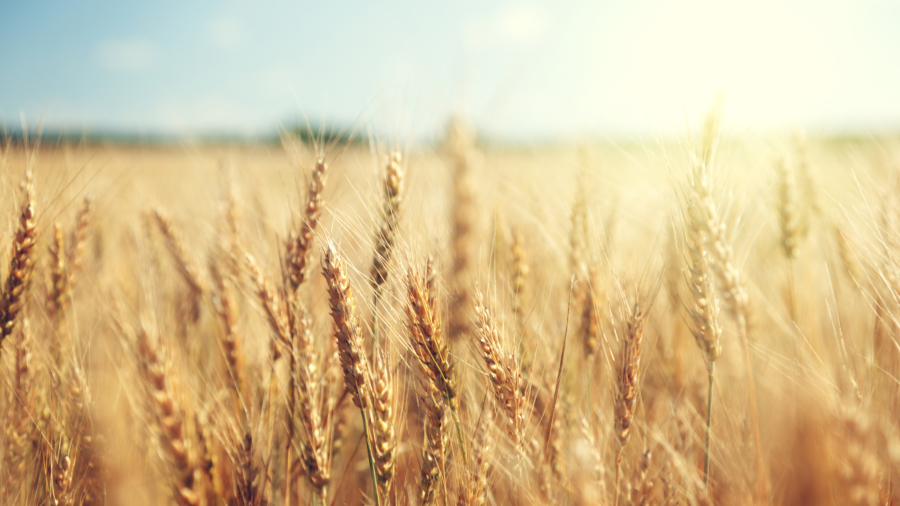 Grain forecast to rise in EU in 2021