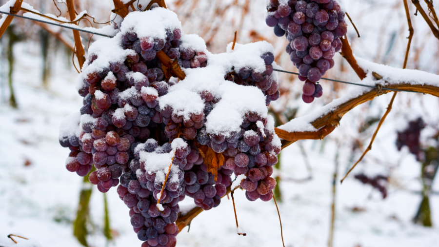 Ice wine origin, varieties, and production areas