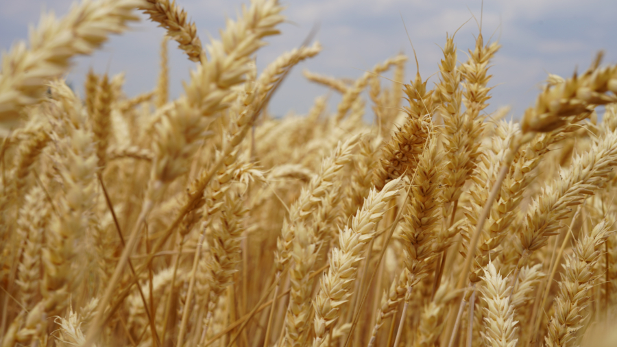 Australian farmers harvested their largest wheat crop