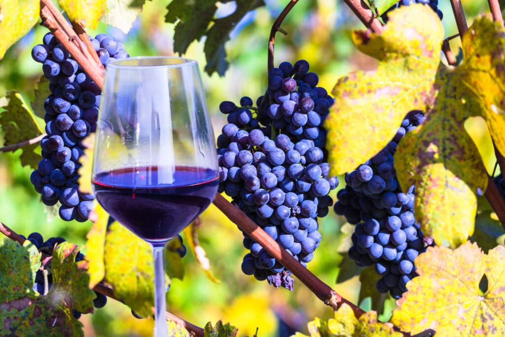 Raboso Wine characteristics and history